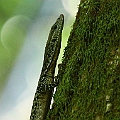 Spotted Tree Monitor at Lake Echam<br />Canon 6D + EF70-200 F4L + EF1.4xII